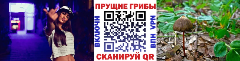 закладка  Гуково  Галлюциногенные грибы GOLDEN TEACHER 